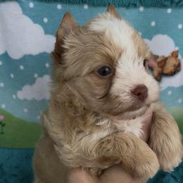 Texas - Parti male Yorkshire Terrier puppy in Parkersburg, West Virginia from Chocolate Diamonds in the RUFF