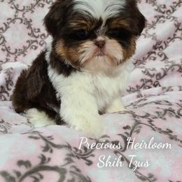 Shih Tzu Puppies from Precious Heirloom Shih Tzus