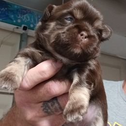 Boy 2 - Chocolate and tan male Shih Tzu puppy in Houston, Texas from Shih Tzu Houston