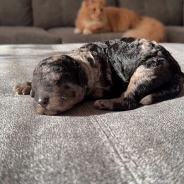 El(eleven) - Merle female Goldendoodle puppy in Eureka, California from North Coast Doodles