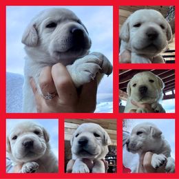 Red Collar Boy - Yellow male Labrador Retriever puppy in New Berlin, New York from Thistle Hill Labradors