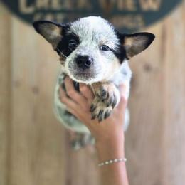 Boy 2 - Blue male Australian Cattle Dog puppy in Monroe, North Carolina from Creek View Cattle Dogs
