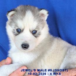 JEWEL'S MALE 5 - Gray and white male Siberian Husky puppy in Manilla, Iowa from Bruck's Siberian Huskies