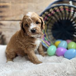 Reed - Red male Cavapoo puppy in Orrstown, Pennsylvania from Pawfect Fur Friends