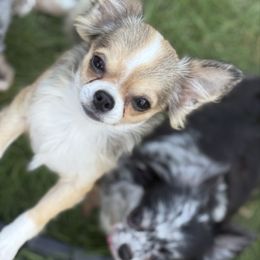 Pancakes - Black sabled fawn female Chihuahua puppy in Harrison, Michigan from Cloud9 Chihuahuas