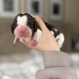 Butch Cassidy - Liver white and tan male English Springer Spaniel puppy in Greenfield Center, New York from Ridgeview Springers & Dachshunds