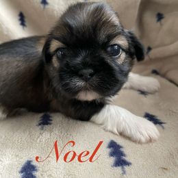 Noel - Brindle male Shih Tzu puppy in Hemet, California from Aloha Shih Tzu