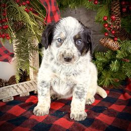 Trixie - Blue female Assorted Doodle Crosses puppy in Ohio from Holley Doodles
