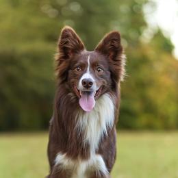 Zirco - Border Collie