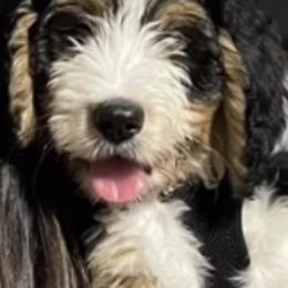American Eskimo Dog and Bernedoodle Puppies from Shadow Kennels