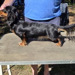 Haley - Dachshund