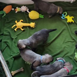Irish Wolfhound Puppies from Wicked Wolfhounds Ltd.