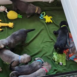 Irish Wolfhound Puppies from Wicked Wolfhounds Ltd.