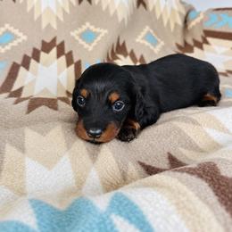 Boy 3 - Black and tan male Dachshund puppy in Oklahoma from Red Oak Long Dogs