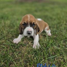 Basset Hound Puppies from Fisher's Couch Hounds