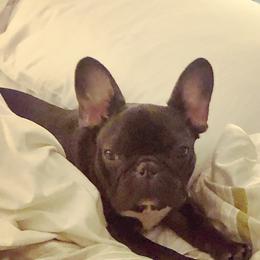 French Bulldogs from Tirojuno French Bulldogs