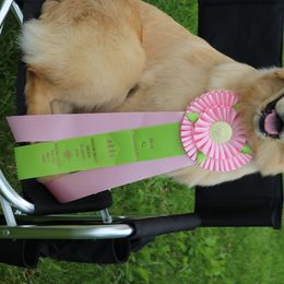 Golden Retriever All Grown Up from Goldenway Goldens