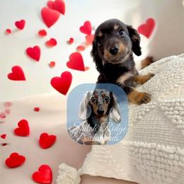 Louie - Black and tan male Dachshund puppy in Adamsville, Tennessee from Shiloh Ridge Dachshunds
