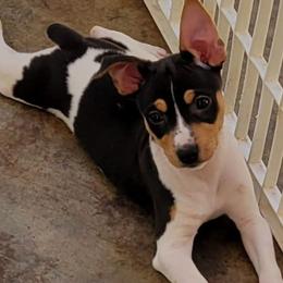 Naoise - Black white and tan male Rat Terrier puppy in Concord, California from Dal Cais Rat Terriers