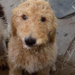 Blondi - Apricot male Goldendoodle puppy in Arlington, Texas from Chambers Doodle Patch