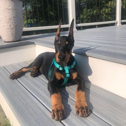 Doberman Pinscher Puppies from Amity Doberman Pinschers