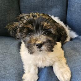 Aspen of Coast2Coast Cotons - Black and white female Coton de Tulear puppy in San Diego, California from Coast2Coast Cotons