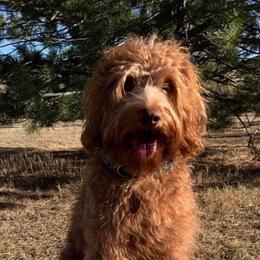 Australian Labradoodle All Grown Up from Rocky Mountain Labradoodles