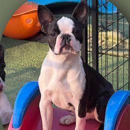 Vena - Boston Terrier