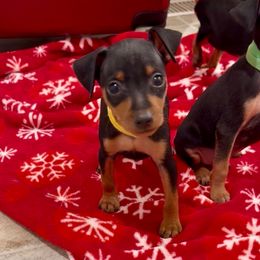 Video Benji - Black and rust male Miniature Pinscher puppy in Eatonton, Georgia from TNT Puppies