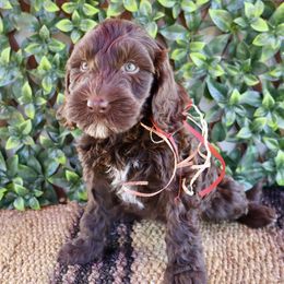 Birch - Chocolate male Australian Labradoodle puppy in Hartshorne, Oklahoma from Jena Edmond