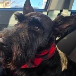 Ny - Scottish Terrier