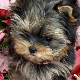 Biewer Terriers and Yorkshire Terriers from WB's Yorkies and Biewers
