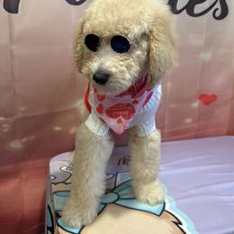 Noel - Apricot male Poodle puppy in Mobile, Alabama from Semmy’s Standard Poodle LLC