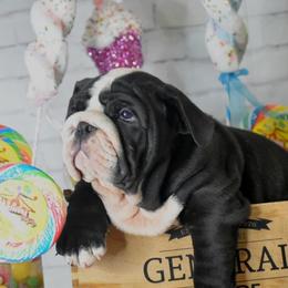 Bulldog Puppies from Dampier Bulldogs Mo