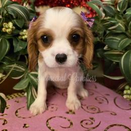 Aurora - Blenheim female Cavalier King Charles Spaniel puppy in Kermit, West Virginia from Stonecoal Cavaliers