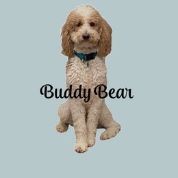 English Springer Spaniel, Poodle, and Springerdoodle All Grown Up from SpringerDoodles at the Beach