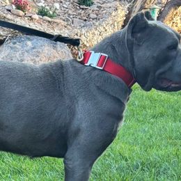 Chanel - Cane Corso