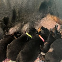 Rottweiler puppies from Von Teakwoods