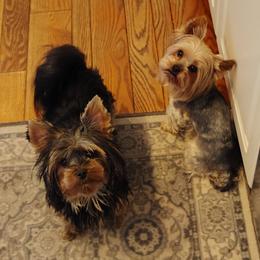 Yorkshire Terrier puppies from Chuck City Danes & Yorkies