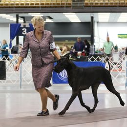 Hustle - Great Dane