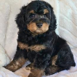 Tamatoa - Black phantom male Aussiedoodle puppy in Cleveland, Georgia from Jam's Doodles And Poodles