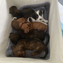 Dachshund Puppies from Bella’s Puppies