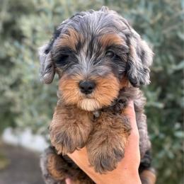 Female 2 - Merle female Bernedoodle puppy in Modesto, California from Central Valley Canine Companions