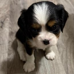 Smaller sweet boy - Tri-color male Cavalier King Charles Spaniel puppy in Clintonville, Wisconsin from Whispering Meadows Performances Horses and Cavalier King Charles Spaniels