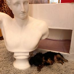 Yorkipoo Puppies from Tuts Pups Cafe