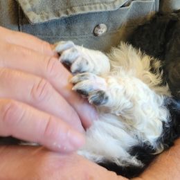 Poodle Puppies from Chapel Hill Poodles