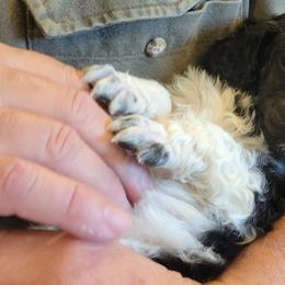 Poodle Puppies from Chapel Hill Poodles
