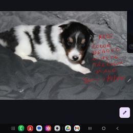 RED - White black and tan male Shetland Sheepdog puppy in Los Lunas, New Mexico from Stafford Shelties