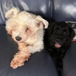 Giant Schnauzers and Miniature Schnauzers from AKC Puppies 2 Love