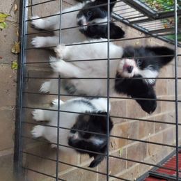 Papillon Puppies from Winddancers Papillons